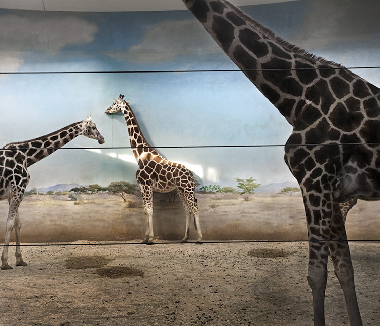 BRONX, NEW YORK – SEPTEMBER 29: Giraffs in the Bronx Zoo September 29, 2010 in Bronx, NY.